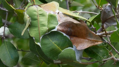 Close-up of green tree ant (Oecophylla smaragdina) nest in Australia Stock Footage 93967512