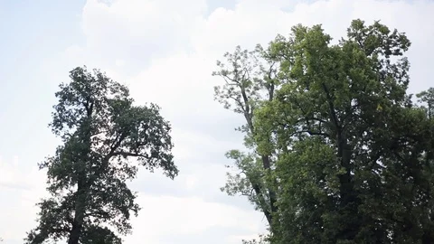 Close up green tree background sky in forest nature beautiful environment park Stock Footage 95941318