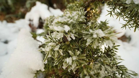 Close Up: Green Tree Branch Covered In Ice And Snow. Vídeos de archivo 101681941