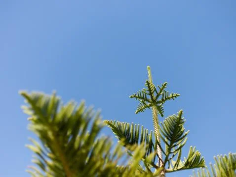 A close-up of a green tree branch reaching towards a bright blue sky. The f.. Stock Photos