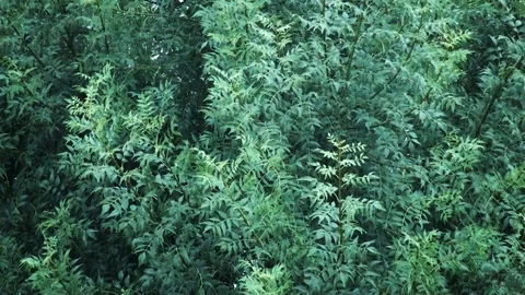 Close up of green tree branches in a heavy rainstorm with thunder and rain Stock Footage 93028390