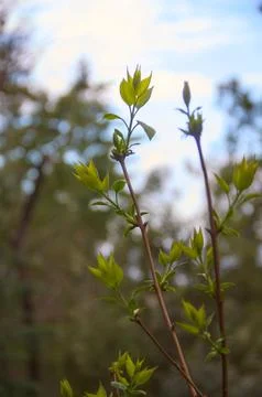 Close-up of Green Tree Buds with Soft Garden Bokeh Fotos de archivo