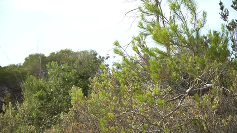 Close up green tree 動画素材 127870495