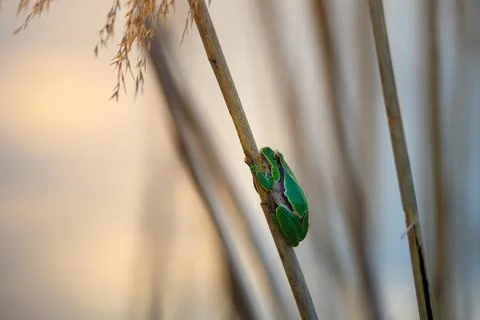 Close-up of a green tree frog clinging to a vertical reed in soft golden ligh Stock Photos