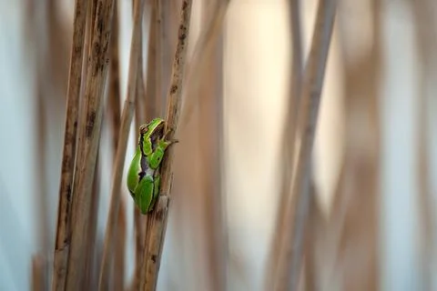 Close-up of a green tree frog clinging to a vertical reed in soft golden ligh Stock Photos