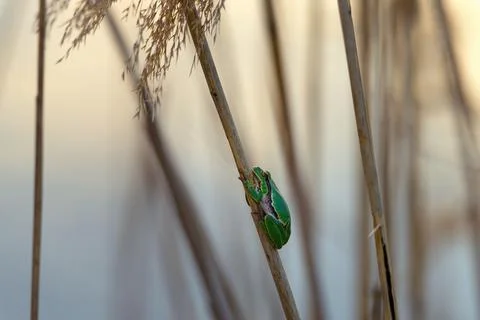 Close-up of a green tree frog clinging to a vertical reed in soft golden ligh Stock Photos