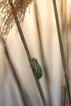 Close-up of a green tree frog clinging to a vertical reed in soft golden ligh Stock Photos