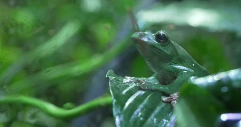 Close-up of a Green Tree Frog on a Leaf Stock Footage 266423142