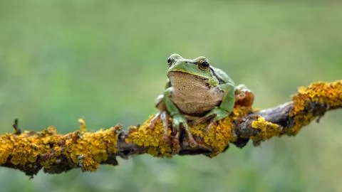 Close up of a green tree frog perched on a dry branch with soft blurred backg Photos