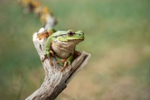 Close up of a green tree frog perched on a dry branch with soft blurred backg Photos