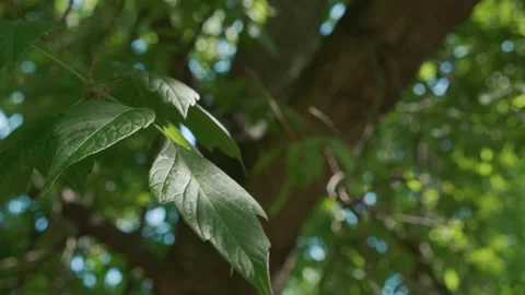 Close-up of green tree leaves on the branch swaying in the wind, sun shining Stock-Footage 199948945