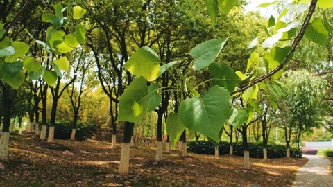 Close-up of green tree leaves with bright flickering sunlight on them. Several Video stock 108132332
