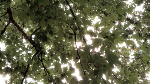 Close-up of green tree leaves gently swaying in the wind. Stock Footage 337564743