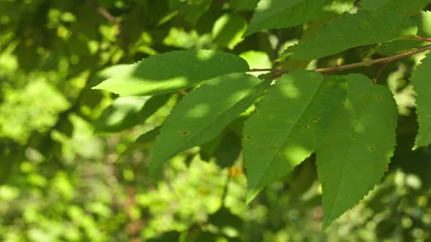 Close up of Green Tree Leaves Gently Swaying in a Sunny Forest Landscape Stock Footage 339628076
