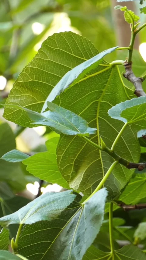 Close-up of green tree leaves moving in the breeze Vídeos de archivo 334736120