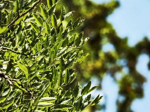 Close-up of green tree leaves Stock Photos