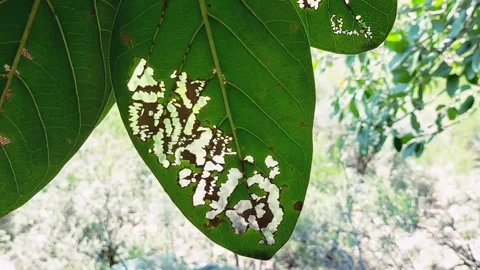 Close Up Of Green Tree Leaves Showing Heavy Insect Damage Stock Footage 333611716