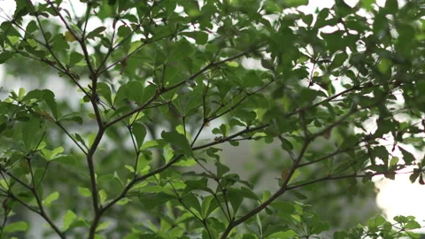 Close-up of Green Tree Leaves with Smooth Left-to-Right Slide Stock Footage 312735169