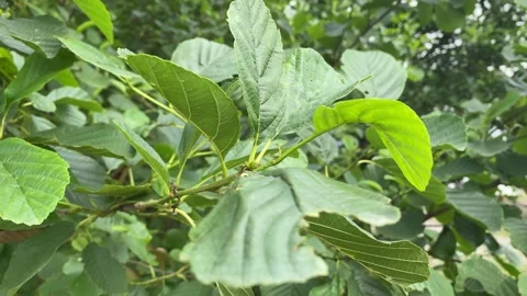 Close Up of Green Tree Leaves Swaying Gently in the Wind Stock Footage 340007294
