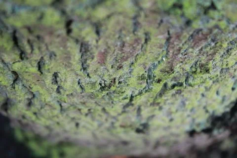 Close up of green tree Stock Photos