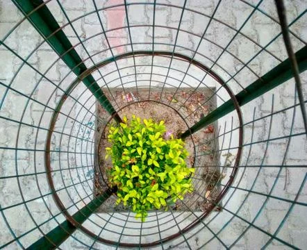 A close up of a green tree Foto stock