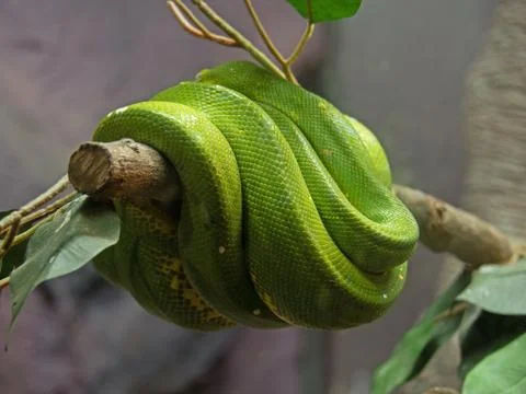 Close up Green Tree Python Coiled Around a Branch Foto stock