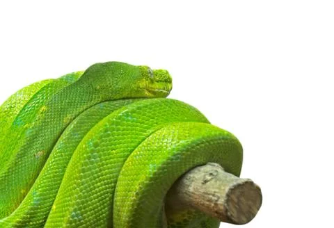 Close up Green Tree Python Coiled Around a Branch Isolated on White Backgroun 스톡 사진