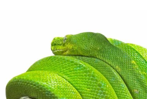 Close up Green Tree Python Coiled Around a Branch Isolated on White Backgroun 스톡 사진