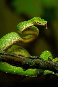 Close-Up of Green Tree Python Coiled on Branch. Morelia viridis Stock Photos