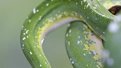 Close-up of a green tree python with detailed scales and vibrant colors on Stock Footage 291859310