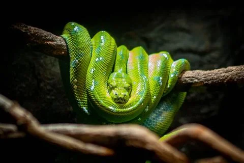 Close up of a Green tree python perched on a branch Foto stock