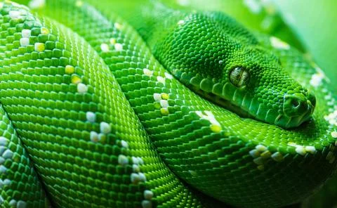 Close-up of a green tree python snake, England, United Kingdom Foto stock