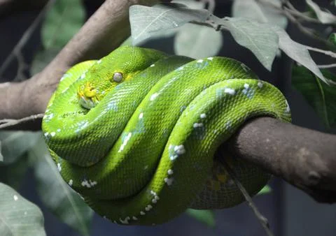 Close up of green tree python wrapped around the branches Stock Photos