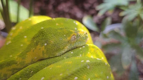 Close-up of Green Tree Python's Head Resting on its Coils Video stock 311787957