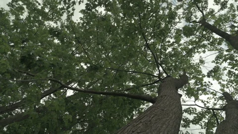 Close up of green trees bottom up Video stock 246260009