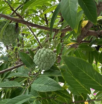 Close-up of green tropical fruit tree Stock Photos