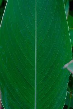 Close-up of a green tropical leaf Stock Photos