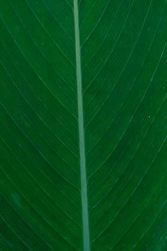 Close-up of green tropical leaf texture Stock Photos