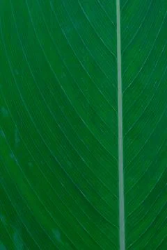 Close-up of green tropical leaf texture Stock Photos