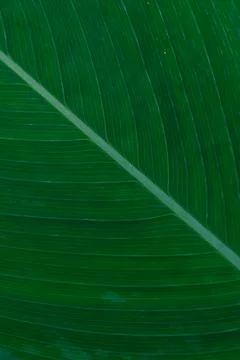 Close-up of green tropical leaf texture Stock Photos