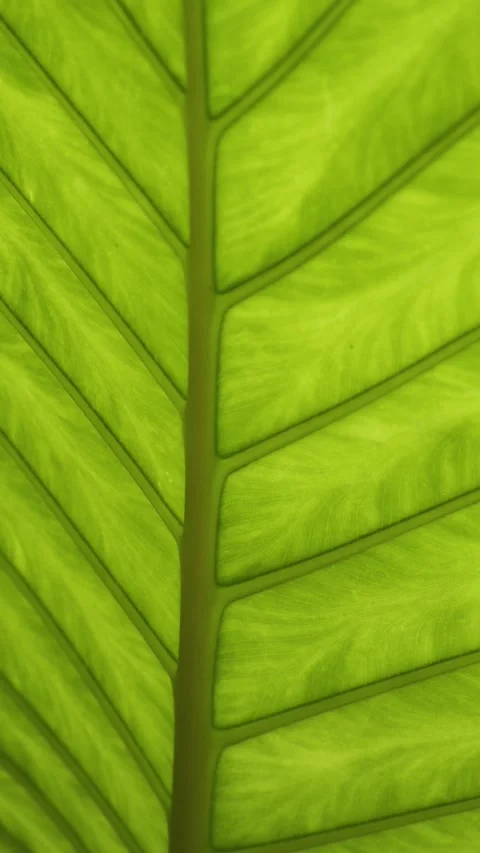 Close up of green tropical leaf with visible veins and texture. Translucent Stock-Footage 278542667