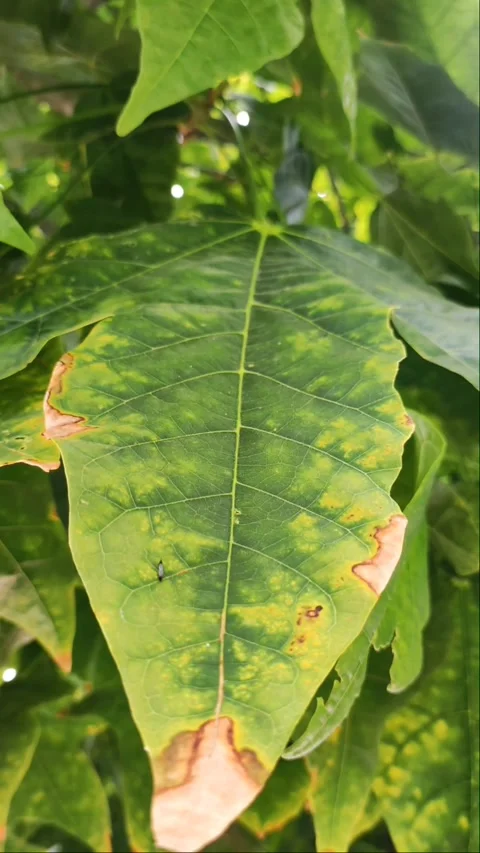 Close-up of Green Tropical Leaf with Yellow Patterns - 4K Video stock 334801138