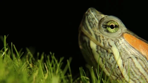 Close-up of green turtle head with distinctive markings against black background Stock Footage 313753300