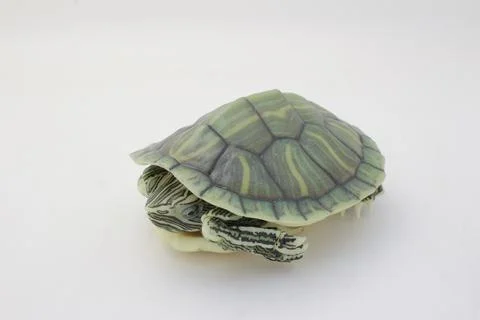 Close-Up of a Green Turtle Isolated on a White Background Stock Photos