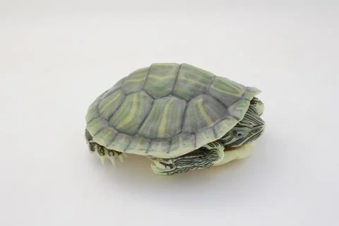 Close-Up of a Green Turtle Isolated on a White Background Stock Photos