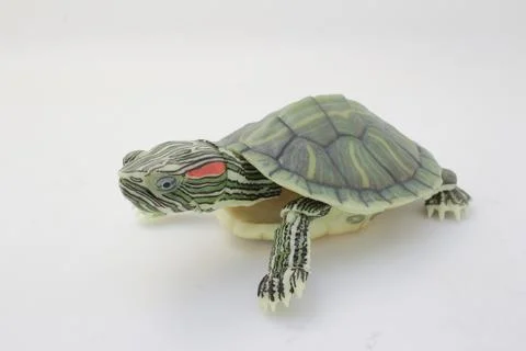 Close-Up of a Green Turtle Isolated on a White Background Stock Photos