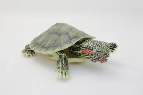 Close-Up of a Green Turtle Isolated on a White Background Stock Photos