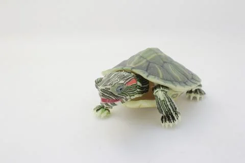 Close-Up of a Green Turtle Isolated on a White Background Stock Photos