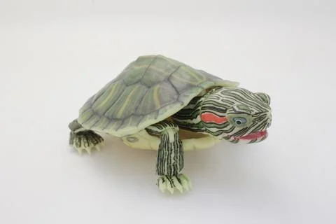 Close-Up of a Green Turtle Isolated on a White Background Stock Photos