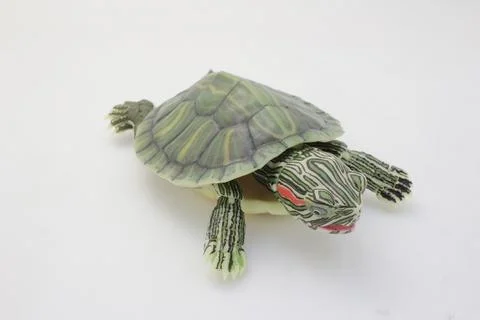 Close-Up of a Green Turtle Isolated on a White Background Stock Photos